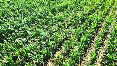 Smooth camera movement over an ecological cornfield