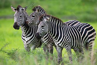 Zebra family