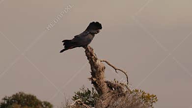 Red tailed black cockatoo sits on a tree