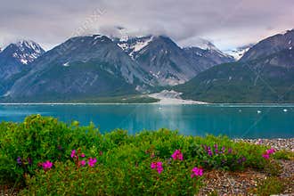 Whild flowers in Glacier Bay National Park, Alaska