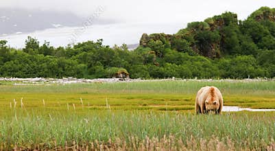 Alaska Brown Grizzly Bear Grazing in a Meadow