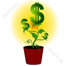 Dollar Signs Money Plant Tree