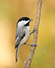 Carolina Chickadee