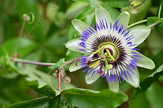 very nice colorful passionflower from close in the sunshine