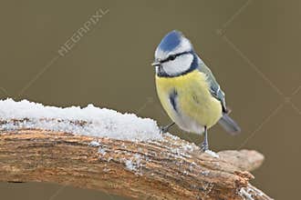 Blue tit (Cyanistes caeruleus)