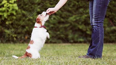 Cute funny pet dog looking at her owner and begging for snack treats, puppy training