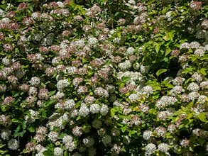 The common, Atlantic or simply ninebark (Physocarpus opulifolius) flowering with white flowers in the park