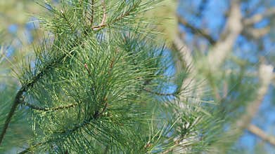 The Spruce Tree. Natural Ecology Evergreen. The Bush Of Trees Is Lush And Vivid. Close up.