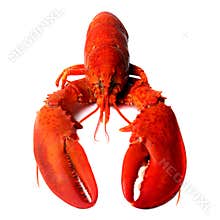 Red lobster