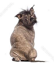 Rear view of a Hairless Mixed-breed dog, mix between a French bulldog and a Chinese crested dog, sitting