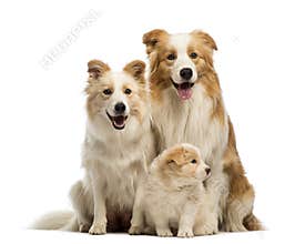 Border collie family, father, mother and puppies, sitting