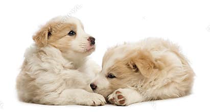 Two Border Collie puppies, 6 weeks old, lying