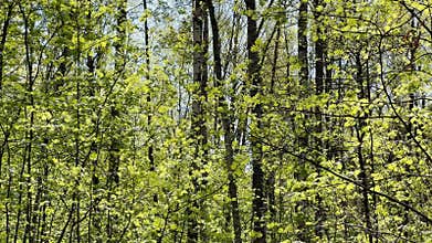 The empty spring park at sunny day, white tree trunks, shadows and sunspots, blue sky, footpath in public park