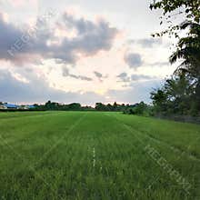 Beautifull plants in indonesia