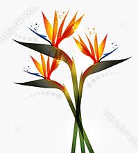 Bird of Paradise flower