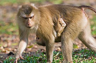 Monkey