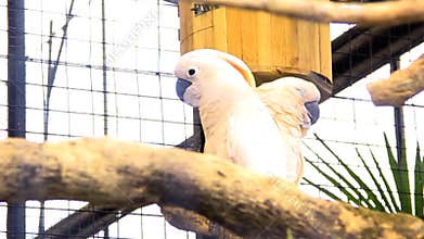 White Cockatoo - Two cacatua alba relaxing in their cage