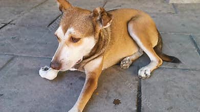 Stray dog sleeps and relaxes on the street in Mexico