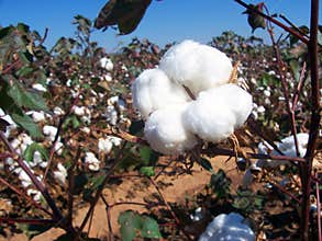 Cotton Field