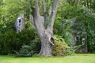 Old Abandoned Farhouse, Big Tree