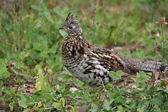 a ruffed grouse foraging for food in the boreal forest