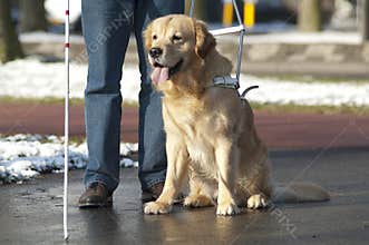 Guide dog is helping a blind man