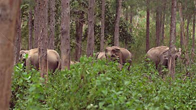 Asian Elephants in Green Sanctuary.