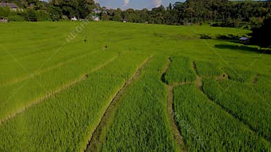 Terraced Rice Field in Chiangmai, Thailand