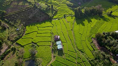 Terraced Rice Field in Chiangmai, Thailand