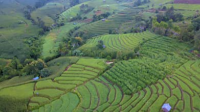 Terraced Rice Field in Chiangmai, Thailand