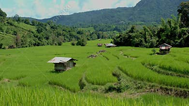 Terraced Rice Field in Chiangmai, Thailand