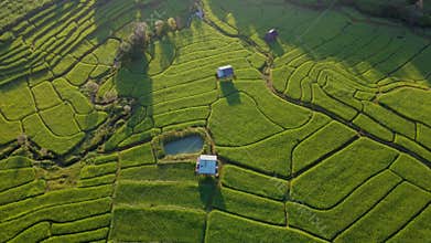 Terraced Rice Field in Chiangmai, Thailand