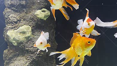 Gold fishes swims in aquarium with coral reefs. Gold sea fishes swimming in tank, marine life in oceanarium aquatic habitat.