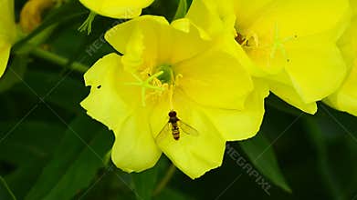 Hoverfly bee on yellow primrose flower