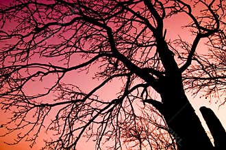 Tree over red sky