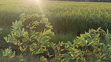 Sunlight on cassava leaves in the field.