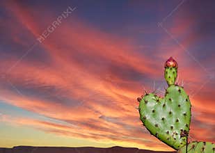 Southwestern heart shaped cactus valentine