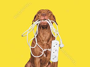 Lovable, pretty brown puppy and extension cord
