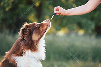 Hand giving dog CBD oil