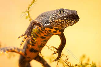 Great crested newt or water dragon