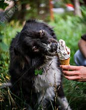 Little black and white doggy is eating ice cream