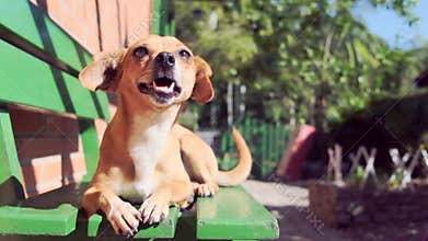 Small brown dog resting in the sun, on a green bench, with a brick house in the background.