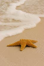 Starfish on the Beach
