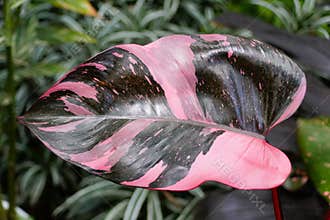 Beautiful pink and black leaf of Philodendron Pink Princess, a popular houseplant