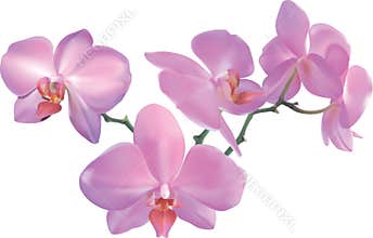 Beautiful Orchid