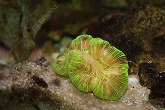 Neon Green Trachyphyllia Brain Coral in reef aquarium
