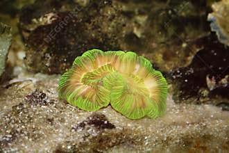 Neon Green Trachyphyllia Brain Coral in reef aquarium
