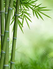 Bamboo tree with leaves