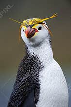 Portrait of a Royal Penguin