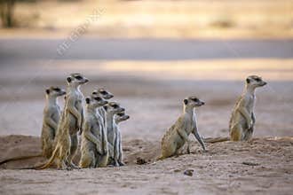 Meerkat in Kgalagari transfrontier park, South Africa